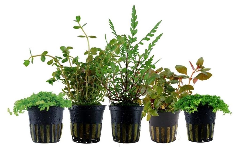 Wabikusa Set mit 5 Topf Pflanzen Aquariumpflanzen Set 245 Produktbild 