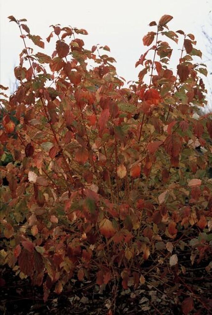 Cornus sanguinea 'Midwinter Fire' – 24 Pflanzen – 10-25cm – Ø9cm – Strauch mit leuchtend orange-roten Winterzweigen – Winterhart & pf...