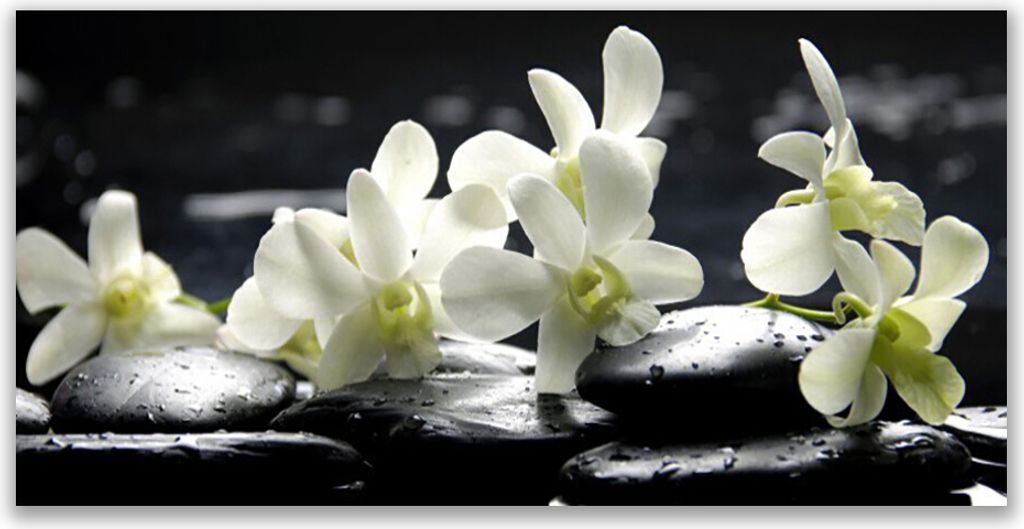 Tulup Leinwand-Bilder 120x60 Wandbild Canvas Kunstdruck Blumen Steine Pflanzen