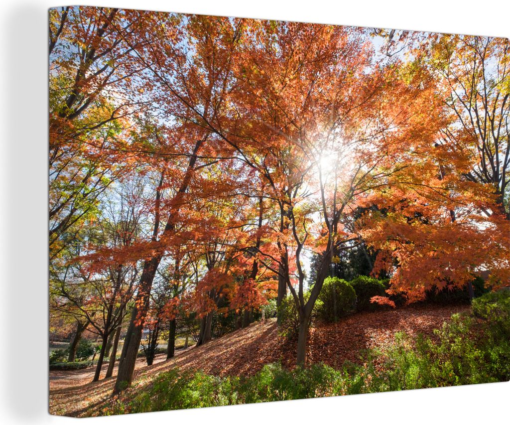 OneMillionCanvasses - Leinwandbilder - 140x90 cm, Sonnenlicht durch einen japanischen Ahorn im Park, Wandbilder Kunstdruck Wanddekoration
