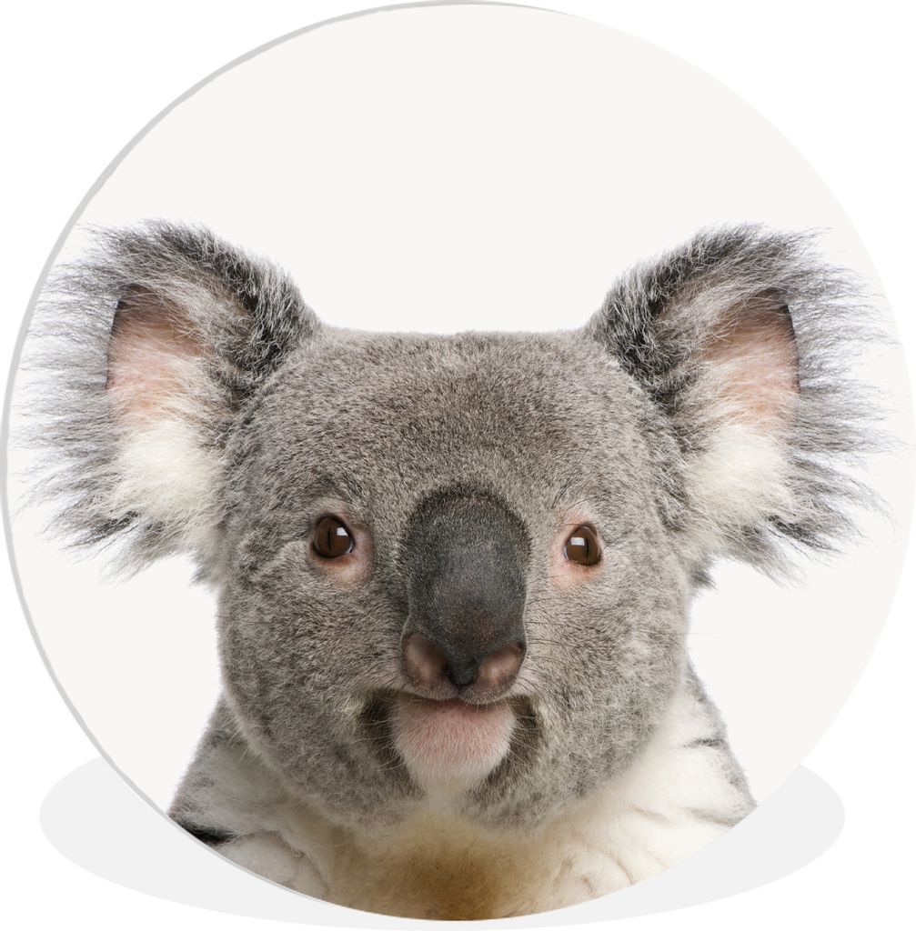 MuchoWow Rundes Wandbild - Runde Bilder Tiere - Koala - Weiß Ø 30 cm Kreis Wanddekoration Kunststoff - Wandkreis - Wandschmuck - Schlafzimmer -...