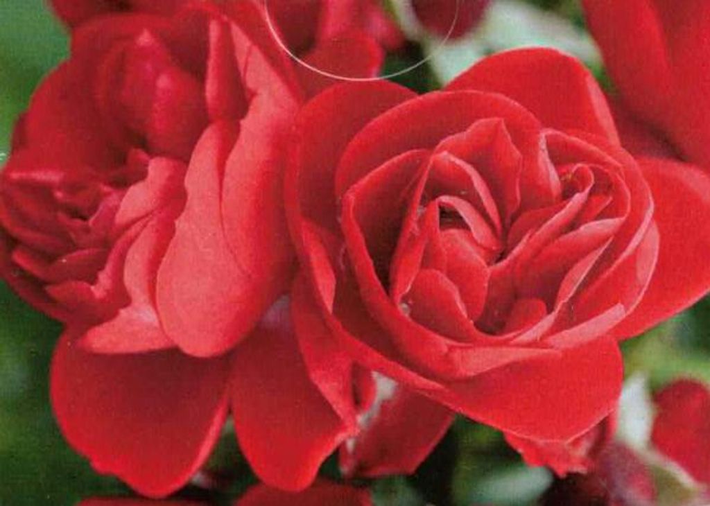 Bodendeckerrose Sorrento - Noack Rosen - ADR Auszeichnung - Flower Carpet Gruppe