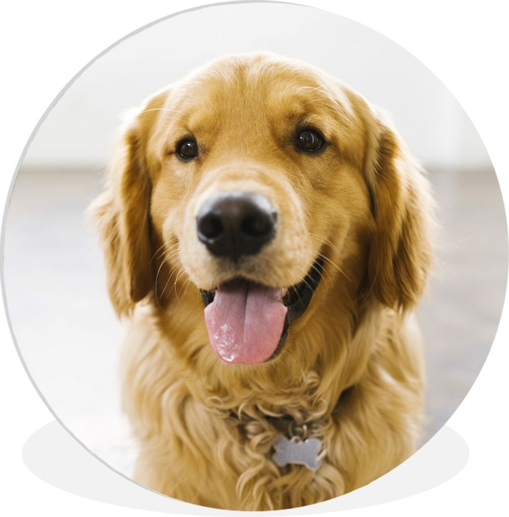 MuchoWow Rundes Wandbild - Runde Bilder Porträt eines superschönen Golden Retrievers Ø 30 cm Kreis Wanddekoration Kunststoff - Wandkreis - Wan...