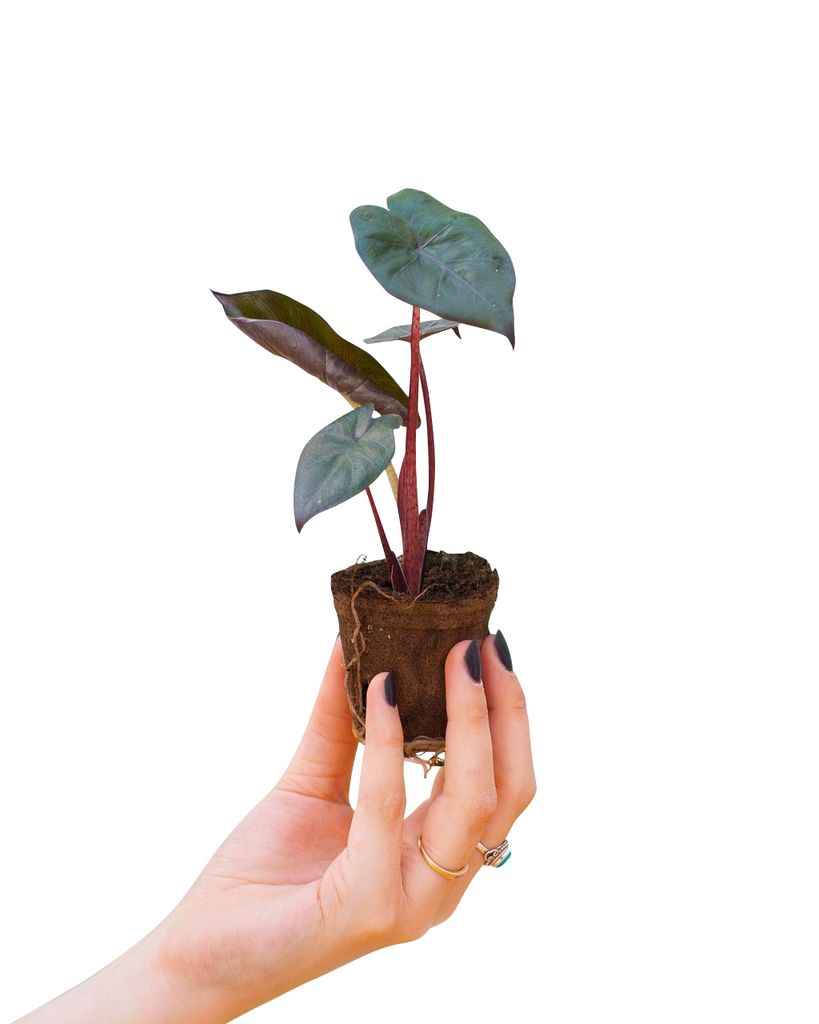 4cm Stecklinge Höhe 20cm - Zimmerpflanze Baby Alocasia Zebrina Pfeilblätter