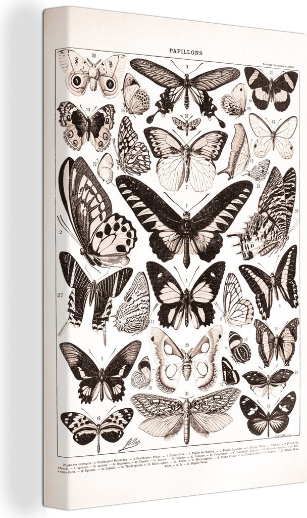 OneMillionCanvasses - Leinwandbilder - 90x140 cm, Schmetterling - Insekten - Tiere, Wandbilder Kunstdruck Wanddekoration - Foto auf Leinwand - Ge...
