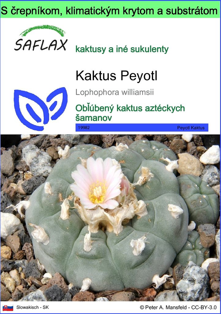 SAFLAX Garden to go - Kaktus Peyotl - Lophophora williamsii Obrázok produktu 