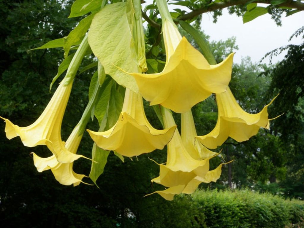 Dnger fr Datura 1L Intensives Wachstum und ppige Blte