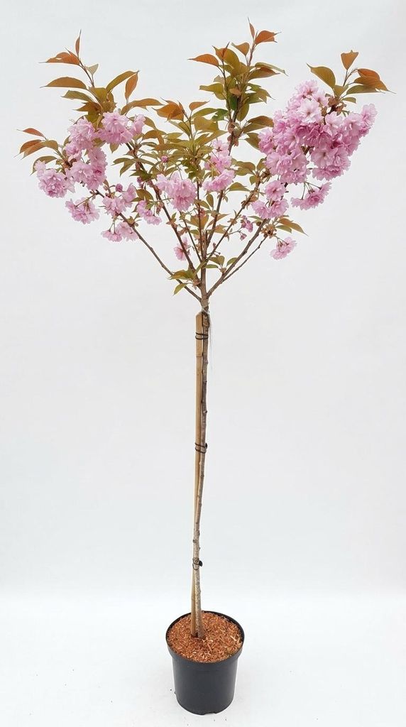 Prunus Kanzan, Höhe 170-180 cm, Stamm, Nelkenkirsche, Produktbild 