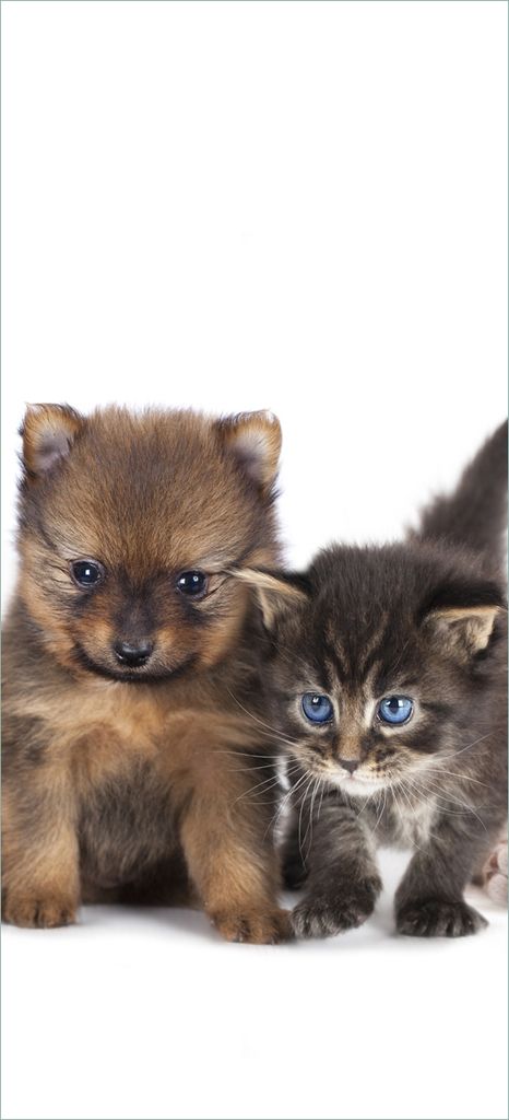 Türtapete Türposter Hundewelpen und Katzenjunge - Größe: 93 x 205 cm