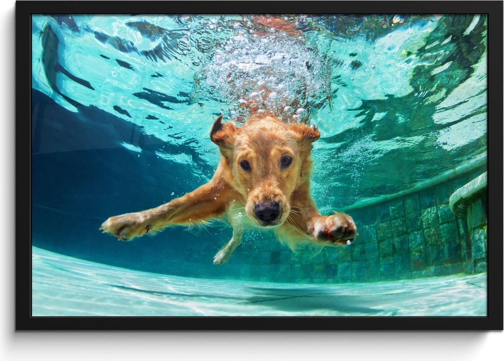 MuchoWow MuchoWow Gerahmtes Poster Pool - Hund - Wasser 60x40 cm - Poster mit zchwarzem Bilderrahmen - Printing - Wanddeko Schlafzimmer