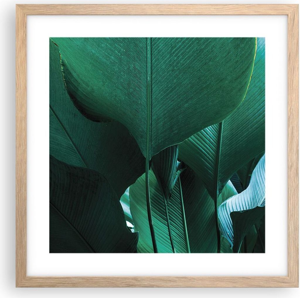 Gerahmtes Poster - Rahmen in heller Eiche - Blätter Palmen Banane - 40x40 cm - Wand Bild - Wanddeko - Wandbilder - Kunstposter - Wandposter - Bild...