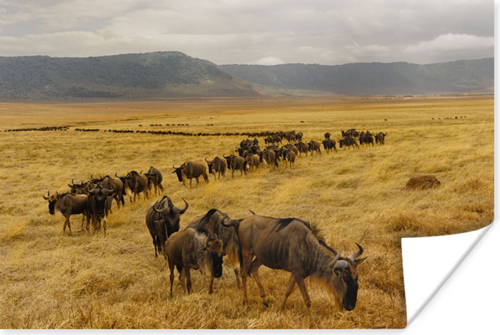 MuchoWow Poster Wildtierherde im Krater von Ngorongoro in Tansania 30x20 cm - Plakate - Print