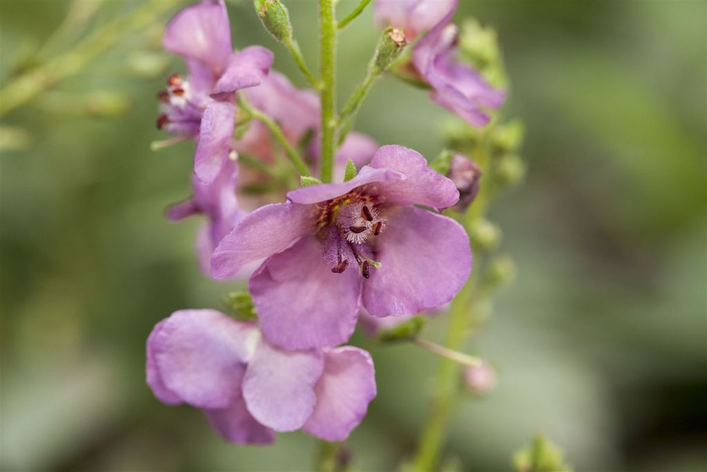 Verbascum phoeniceum 'Violetta', violett, ca. 9x9 cm Topf