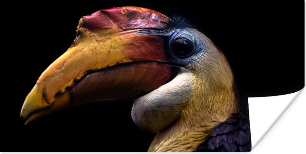 MuchoWow Poster Vogel - Schnabel - Schwarz 160x80 cm - Foto Poster