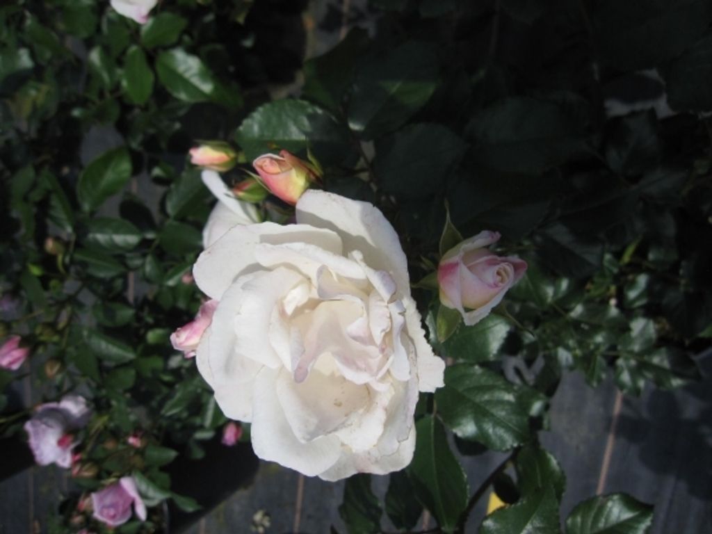 Rosa Weiße Wolke - Strauchrose Weiße Wolke - Kordes Rose