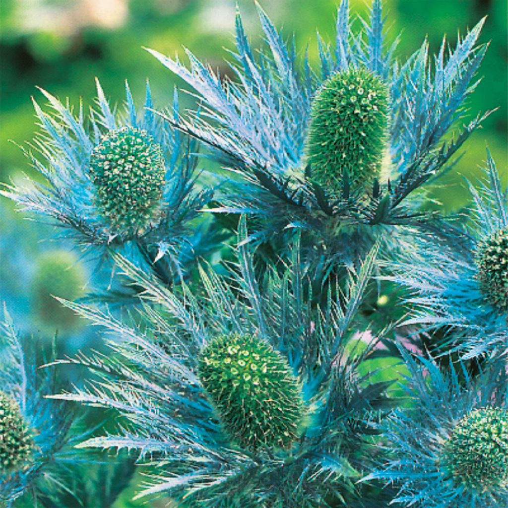 Eryngium Alpinum Mikołajek Alpejski Niebieski 1 szt Zdjęcie produktu 