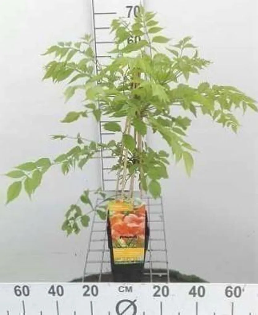 Campsis Flamenco 50-60 cm, Trompette de Jéricho rouge vive très rustique