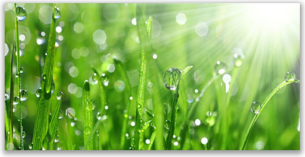 Tulup Leinwand-Bilder 140x70 Wandbild Canvas Kunstdruck Gras Natur