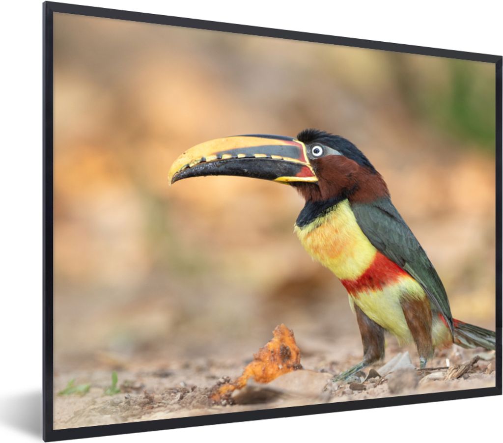MuchoWow Gerahmtes Poster Vogel - Tukan - Federn - Natur 40x30 cm - Poster mit Schwarzem Bilderrahmen Wandposter Rahmen Foto Bilder - Kunstposter...