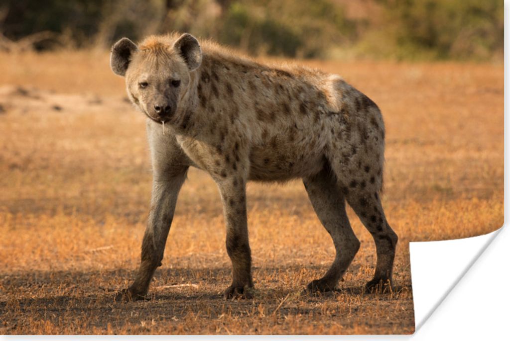 MuchoWow Poster Hyäne - Afrika 120x80 cm - Bilder
