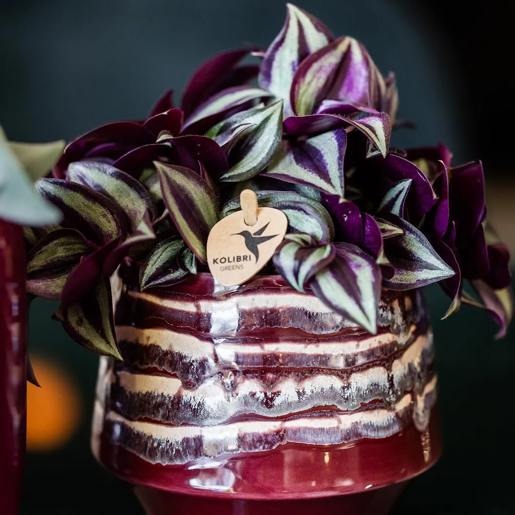 Cache-pot élégant en céramique bordeaux brillant avec glaçure Ø9cm - 6