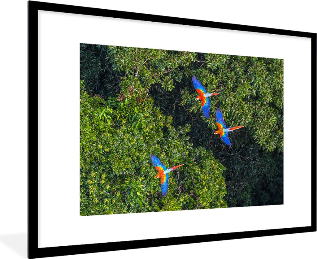 MuchoWow MuchoWow Gerahmtes Poster Dschungel - Baum - Papagei - Jungen - Mädchen - Kinder 90x60 cm - Poster mit zchwarzem Bilderrahmen - Wandd...