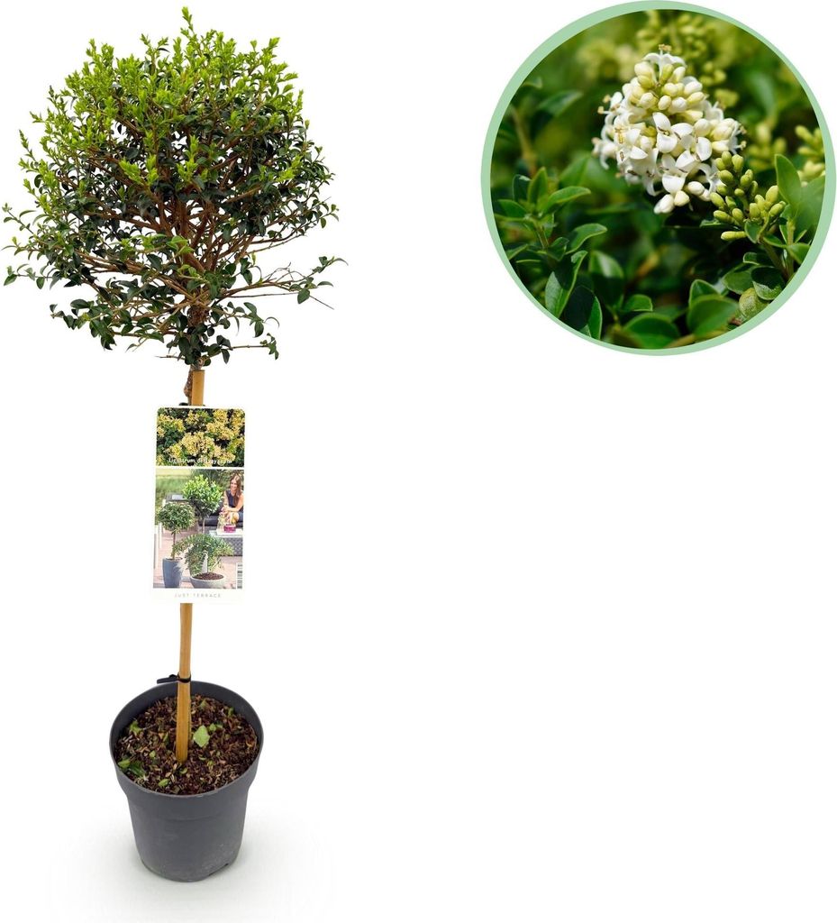 Ligustrum delavayanum Stamm-Pflanze Immergrün Pflegeleicht Ø19cm Höhe 90cm Deko