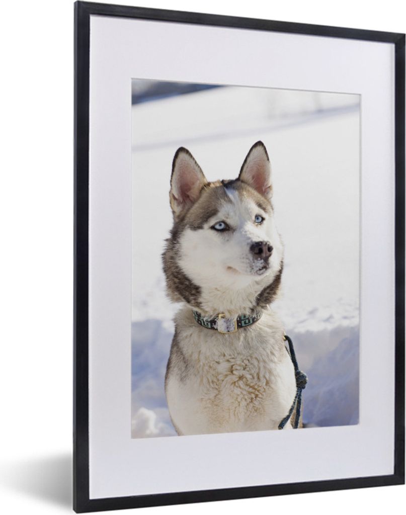 MuchoWow MuchoWow Gerahmtes Poster Sibirischer Schlittenhund im Schnee 30x40 cm - Poster mit zchwarzem Bilderrahmen - Wandposter Schlafzimmer