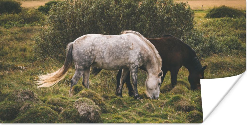 MuchoWow Poster Pferde - Gras - Isländer 160x80 cm - Foto Poster