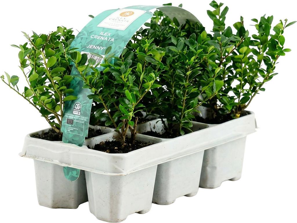1x 6-pack Ilex crenata Jenny P6 H15