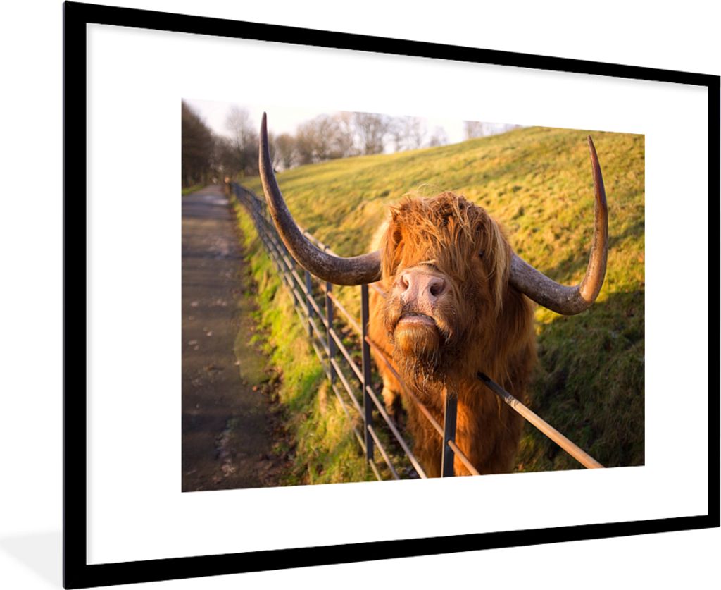 MuchoWow Gerahmtes Poster Scottish Highlander - Zaun - Gras 90x60 cm - Poster mit Schwarzem Bilderrahmen Wandposter Rahmen Foto Bilder - Wanddeko...