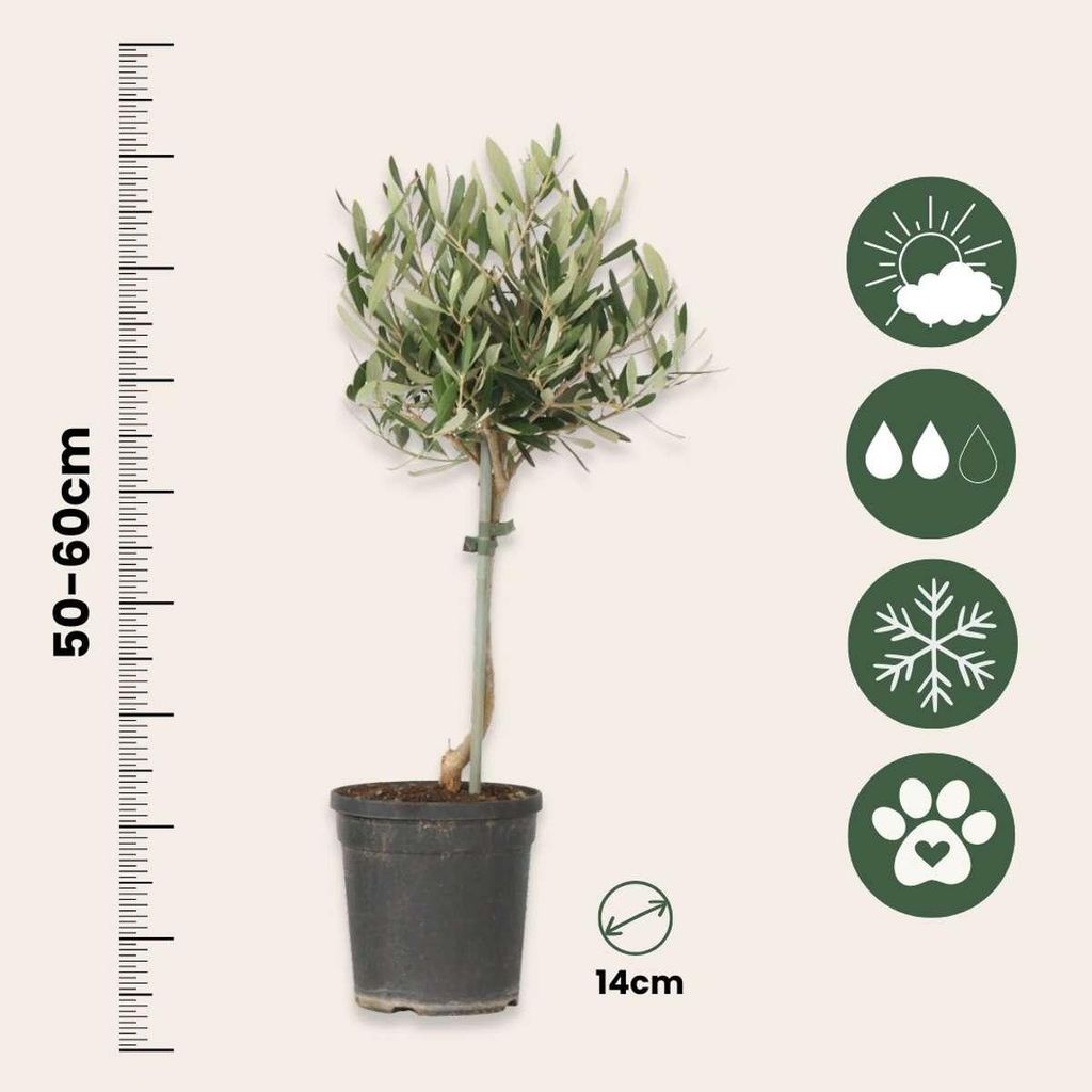 sansevieria 150 cm Sansevieria Florida H-13 Aurea Variegata | organically grown succulent  plants