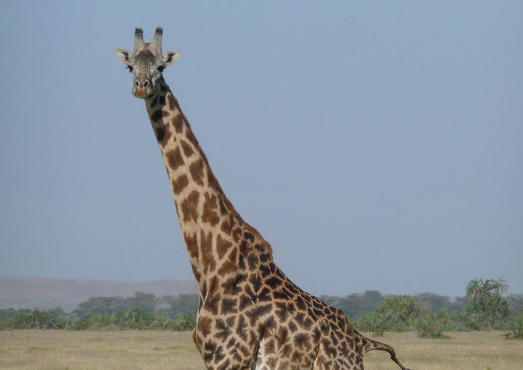 hansepuzzle 78641 - Giraffe Puzzle, 260 Teile, Natur, 41,0 x 28,0cm mit hochwertiger Aufbewahrung, Kartonbox und wiederverschließbarem Beutel