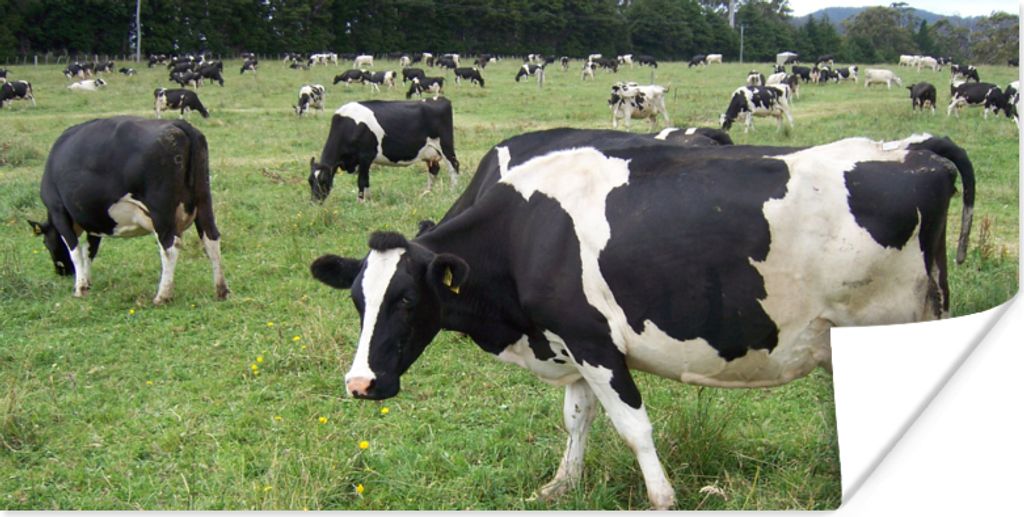 MuchoWow Poster Kühe - Wald - Blumen 160x80 cm - Foto Poster