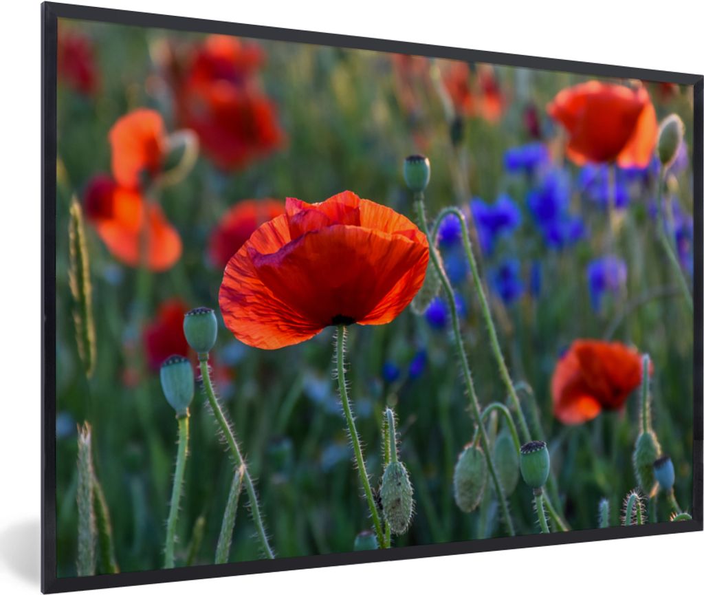 MuchoWow MuchoWow Gerahmtes Poster Bunte Mohnblumen in den Niederlanden 90x60 cm - Poster mit zchwarzem Bilderrahmen - Fotorahmen - Foto-Plakat