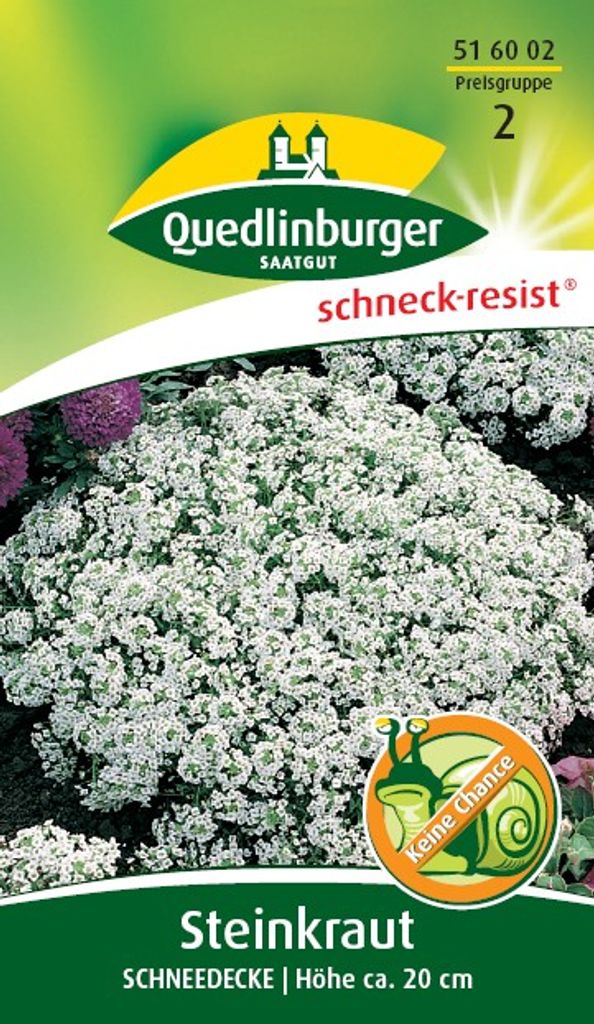 Steinkraut, Schneedecke Produktbild 