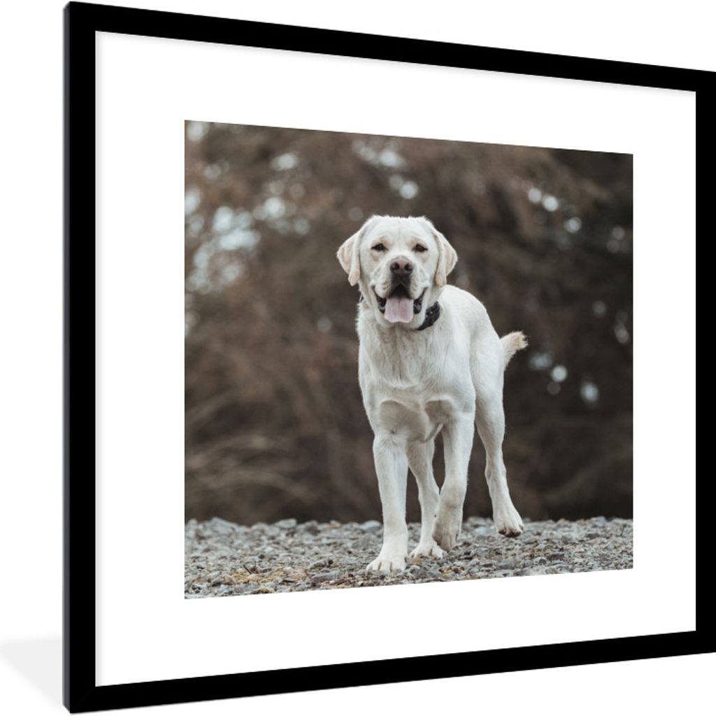 MuchoWow Gerahmtes Poster Ein weißer Labrador Retriever auf den Steinen 40x40 cm - Poster mit Schwarzem Bilderrahmen Wandposter Rahmen Foto Bild...