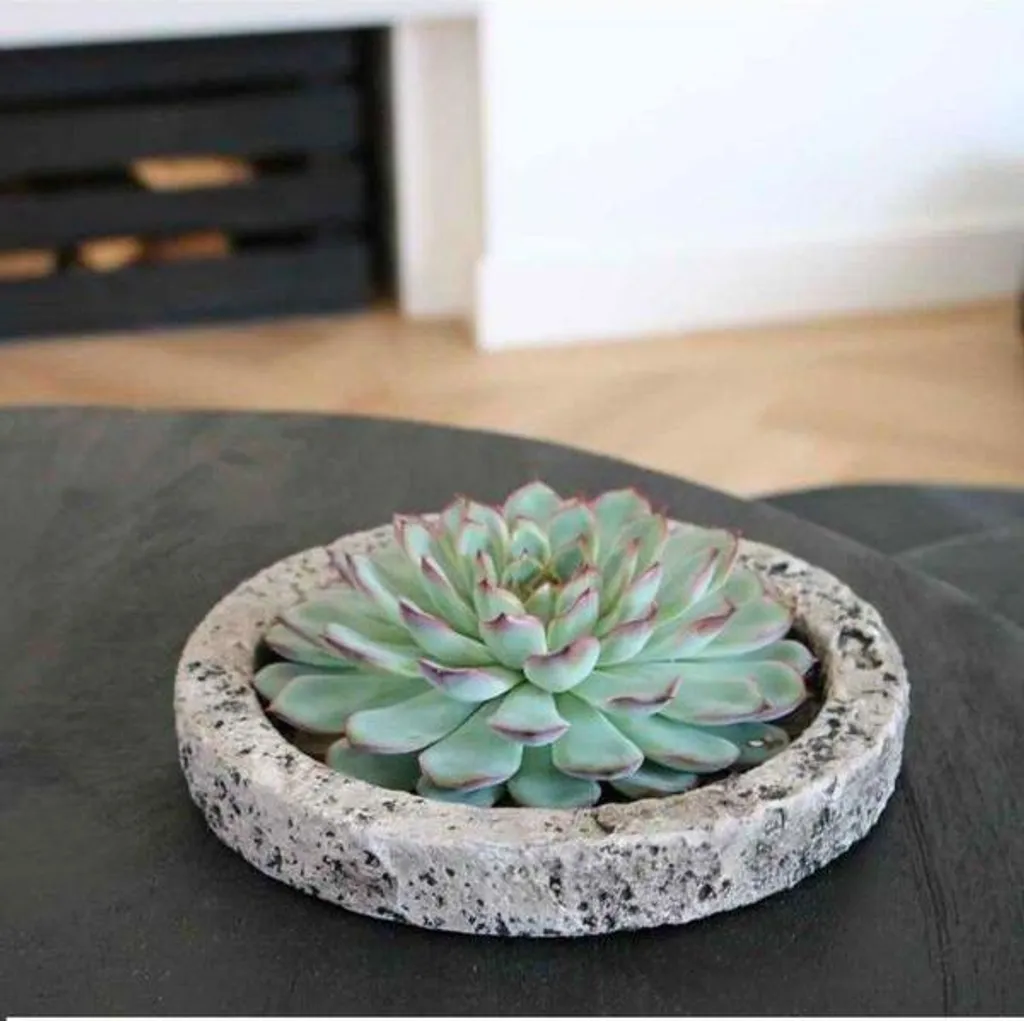 Echeveria pulidonis Ø20 cm : grande rosette décorative aux bords rouges - 6