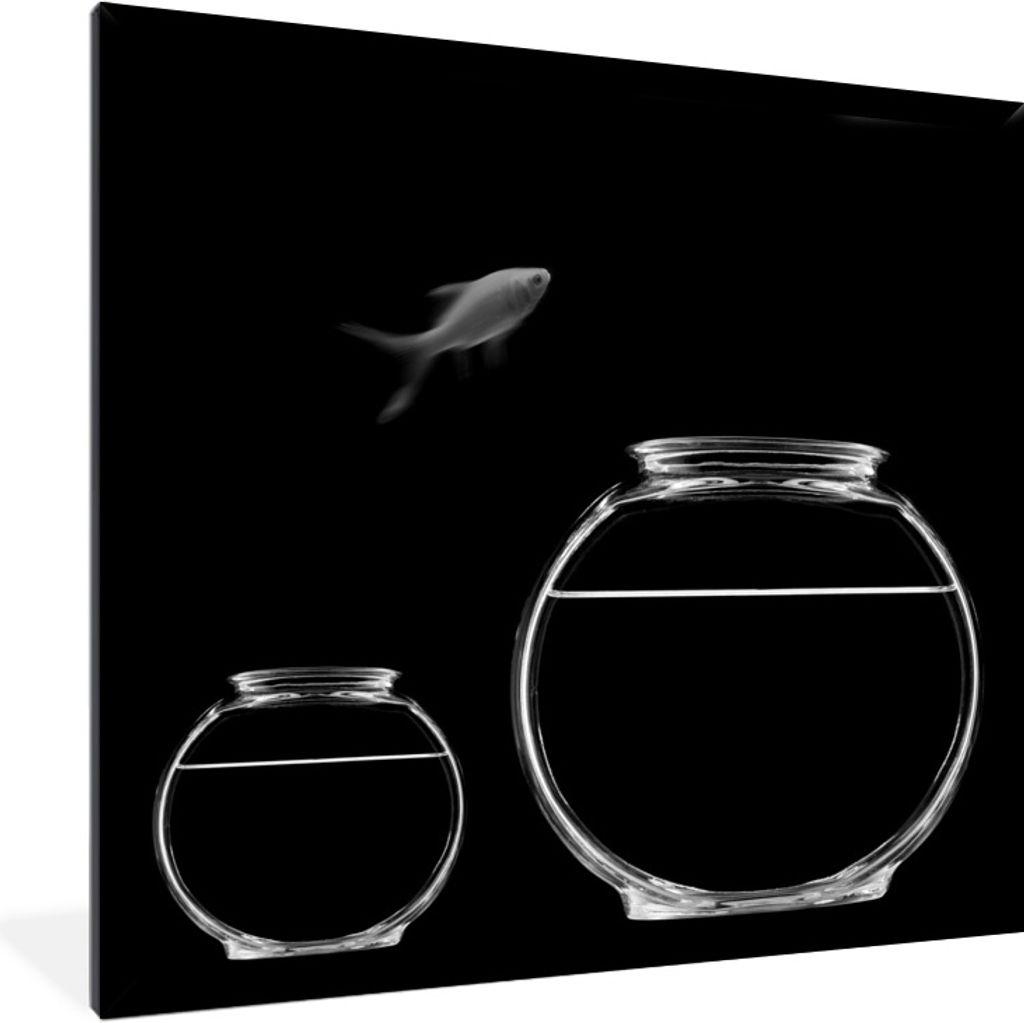 MuchoWow Gerahmtes Poster Goldfisch springt aus dem Aquarium auf schwarzem Hintergrund - schwarz und weiß 40x40 cm - Poster mit Schwarzem Bilder...