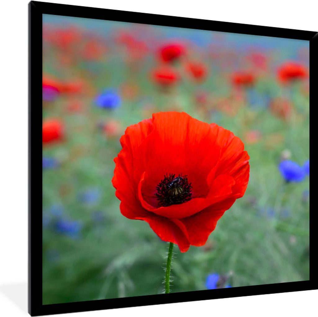 MuchoWow Gerahmtes Poster Lila und rote Mohnblumen auf einer Wiese 40x40 cm - Poster mit Schwarzem Bilderrahmen Wandposter Rahmen Foto Bilder - M...