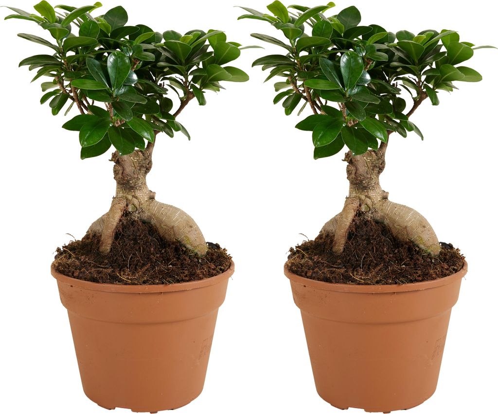 Bloomique - 2er Set - Ficus Ginseng - Bonsai Baum - Zimmerpflanzen - Pflegeleicht - Luftreinigend - Höhe 30-40 cm - Topf 17 cm