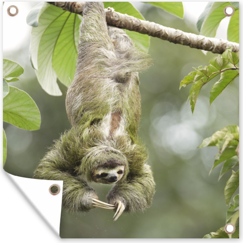 MuchoWow 100x100 cm Outdoor-Poster Gartendeko Sichtschutz Garten Poster für den Garten Ein Faultier hängt kopfüber in den Bäumen