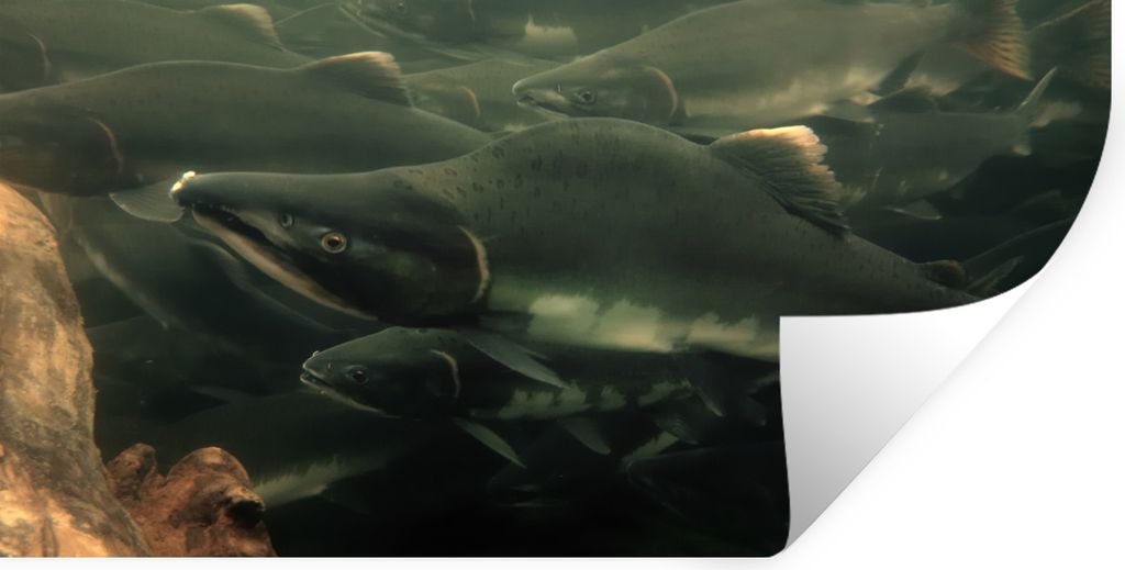 MuchoWow - Aufkleber