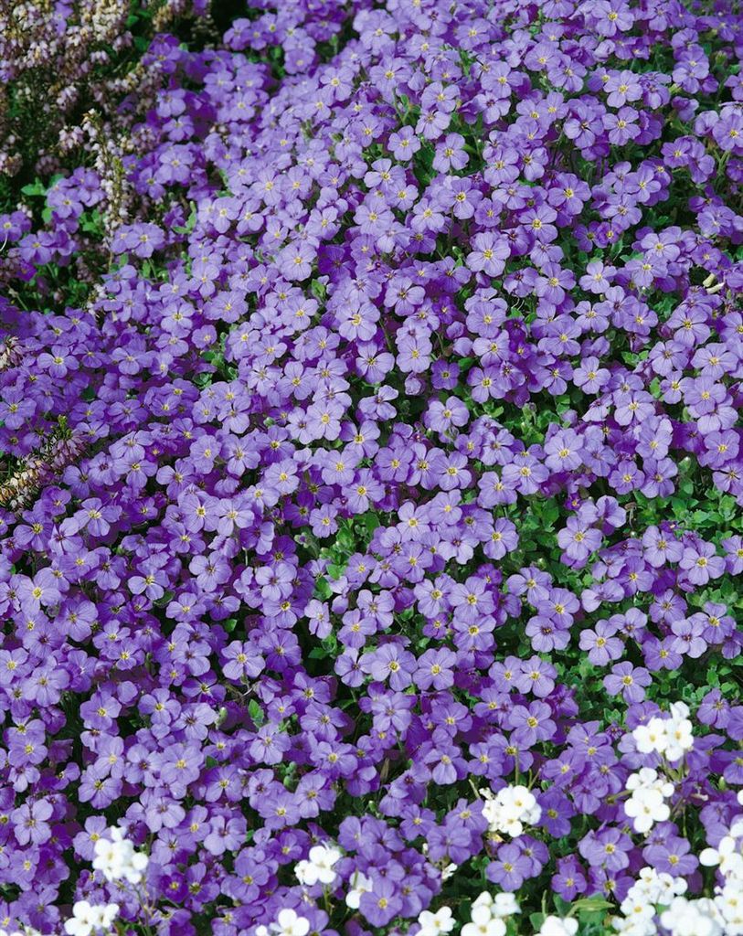 Aubrieta x cultorum 'Tauricola', Blaukissen, violett, ca. 9x9 cm Topf