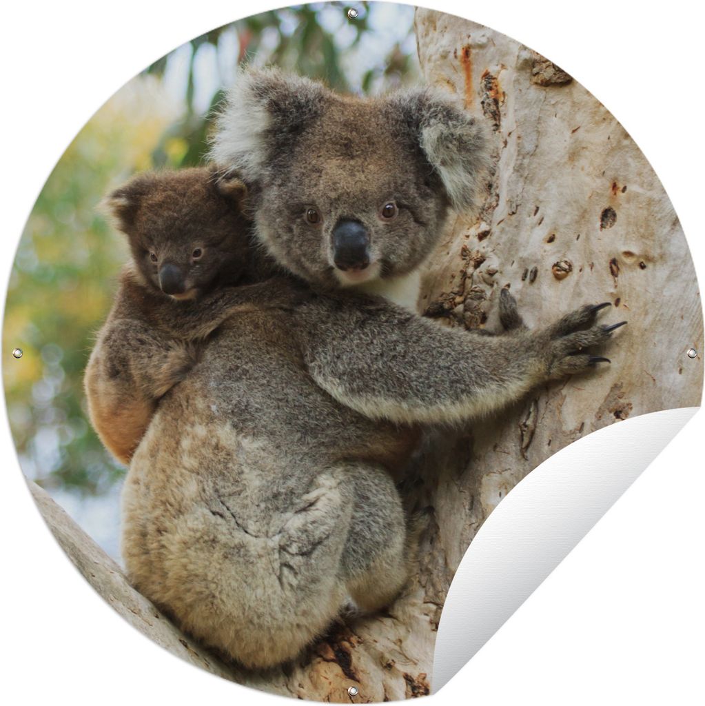 MuchoWow Gartenposter Outdoor-Poster Rund Koalas - Kind - Baum - Kinder - Junge - Mädchen Ø 90 cm Gartendeko Rundes Poster draußen