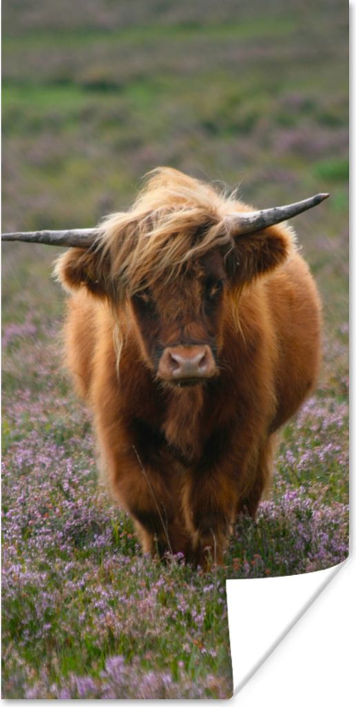 MuchoWow Poster Schottische Hochlandbewohner - Heidelandschaft - Tiere 20x40 cm - Plakat - Foto