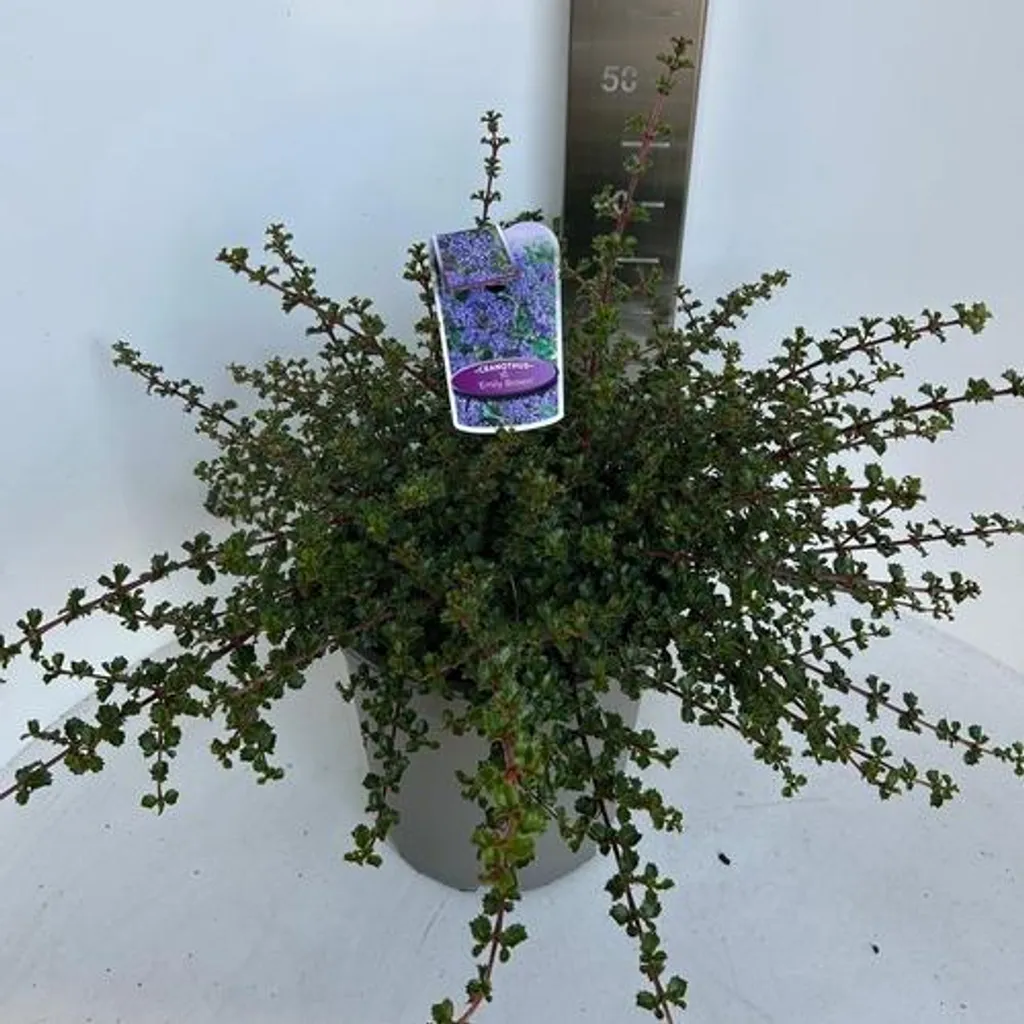 Ceanothus Emily Brown bleu indigo 40/50cm, feuillage dense persistant