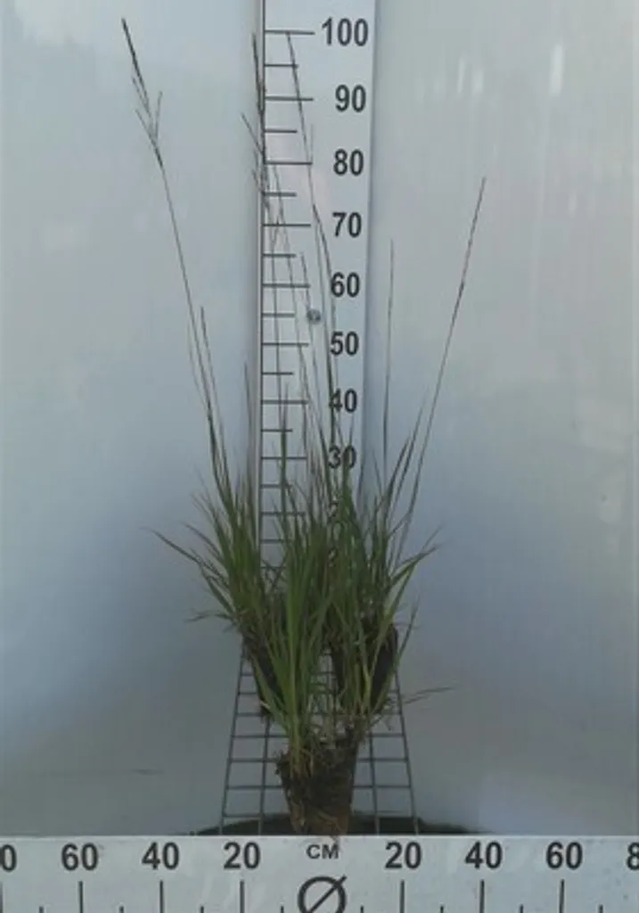 Molinia arundinacea Altissima 6 plants pour masquer un vis-à-vis