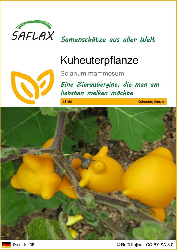 SAFLAX - Kuheuterpflanze - Solanum mammosum - 10 Samen Produktbild 