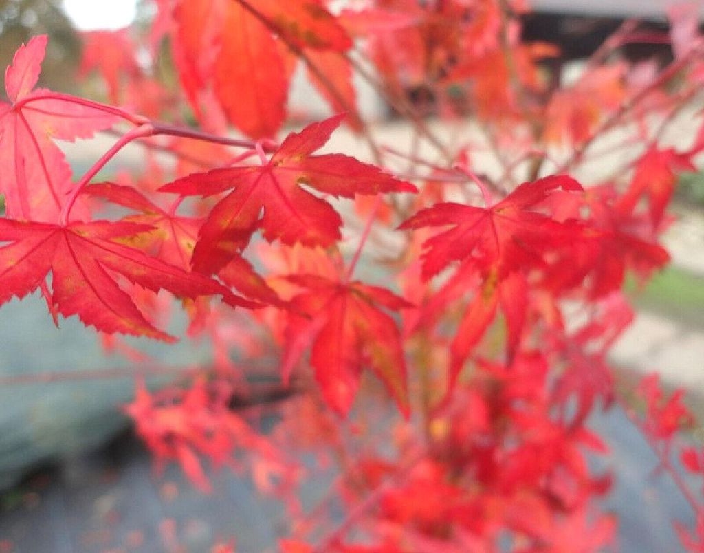 Japanischer Fächerahorn Acer Palmatum orange - rot 60 - 80 cm
